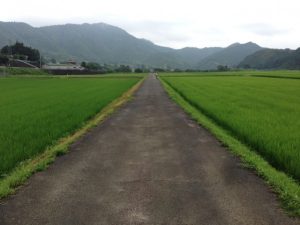 田んぼ