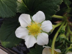 IMG_1557[1]