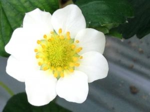 IMG_1567[1]