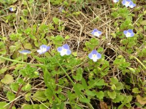 IMG_1729[1]