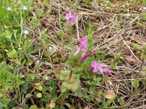 IMG_1736[1]