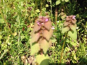 IMG_1749[1]